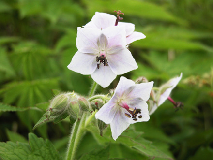 グンナイフウロ