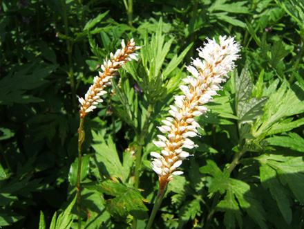 ノブキトラノオ