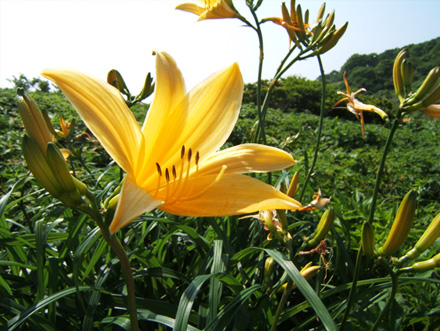 ニッコウキスゲ