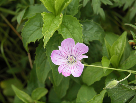 ハクサンフウロ