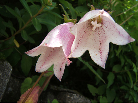 ヤマホタルブクロ