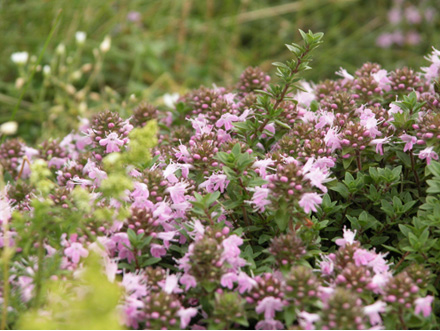 イブキジャコウソウ