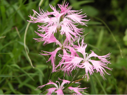 カワラナデシコ