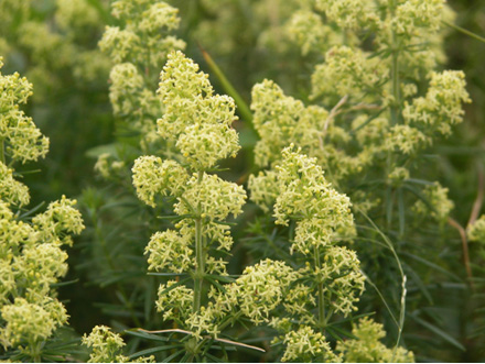 キバナノカワラマツバ