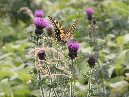 ミヤマコアザミ