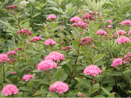 ヒロハシモツケ