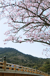 宇治橋と桜