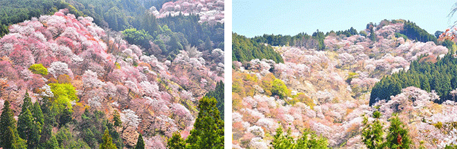 左：吉野桜 ※見頃：例年3月下旬～4月下旬（イメージ）右：吉野山・下千本桜 ※見頃：例年3月下旬～4月中旬（イメージ）