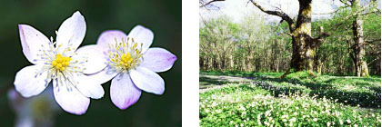 かれんな白い花をつけるニリンソウ/遊歩道脇に群生するニリンソウ(イメージ)