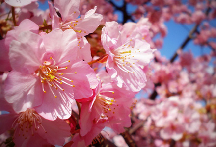 おすすめの河津桜スポット 河津桜ツアー 旅行 クラブツーリズム