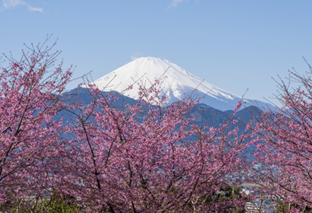 大井松田の河津桜