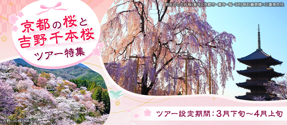 京都の桜と吉野千本桜ツアー・旅行