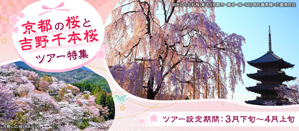 【東京23区発】列車・飛行機で行く京都の桜と吉野千本桜ツアー・旅行2024