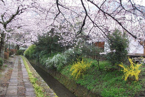福岡県の二宮 正博さんの作品 「春雨の哲学の道」（京都府・哲学の道・4月）