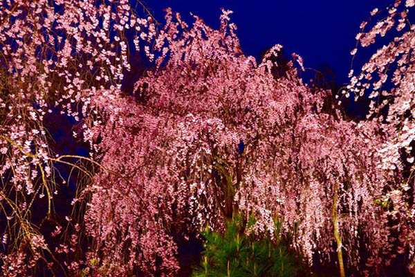 東京都のPN：ラックマンの作品「夜桜妖麗」（平安神宮・4月）