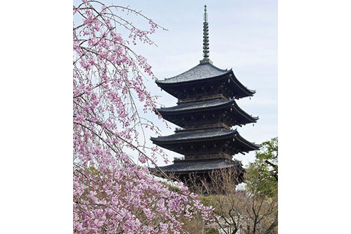 東寺(イメージ) 桜の見ごろは例年4月上旬～下旬