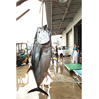 大間マグロの水揚げ(イメージ)