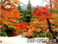 撮影：新谷 孝一氏