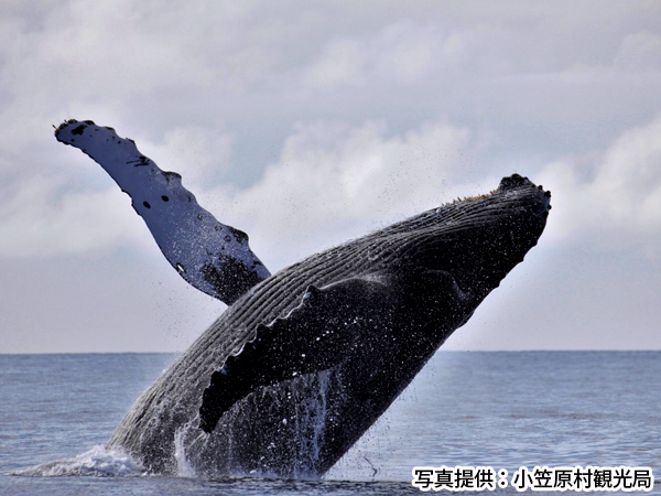 （イメージ）