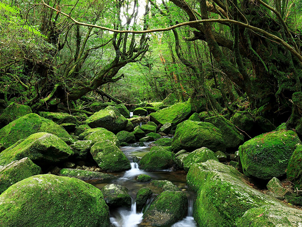 屋久島・白谷雲水峡（イメージ）
