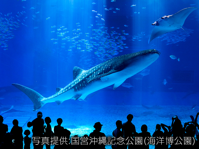 沖縄美ら海水族館（イメージ）