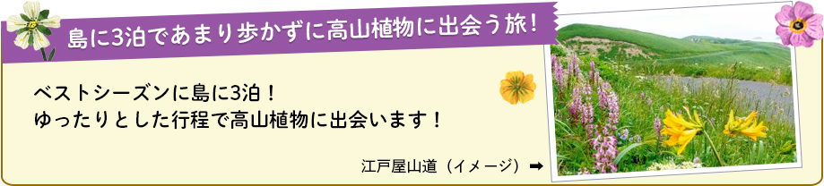 島に3泊であまり歩かずに高山植物に出会う旅！ベストシーズンに島に3泊！ゆったりとした行程で高山植物に出会います！