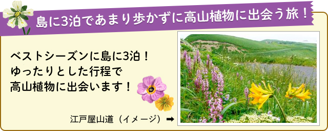 島に3泊であまり歩かずに高山植物に出会う旅！ベストシーズンに島に3泊！ゆったりとした行程で高山植物に出会います！