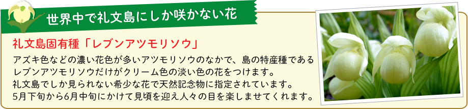 世界中で礼文島にしか咲かない花、レブンアツモリソウ
