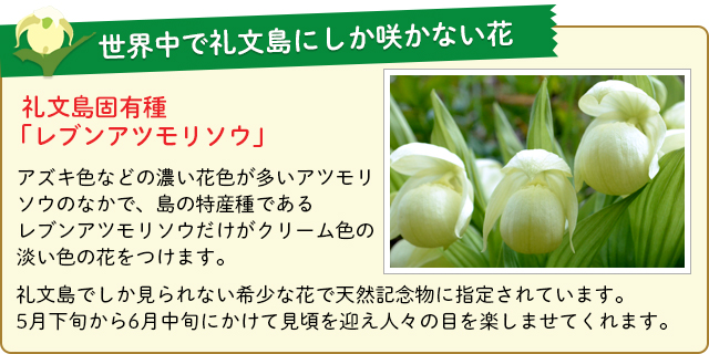世界中で礼文島にしか咲かない花、レブンアツモリソウ