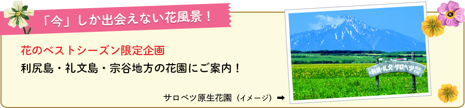 「今」しか出会えない花風景!利尻島・礼文島・宗谷地方の花園にご案内!