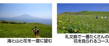 海と山と花を一度に望む 礼文島で一番たくさんの花を見られるコース
