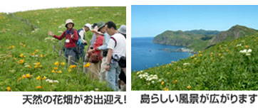 天然の花畑がお出迎え！ 島らしい風景が広がります