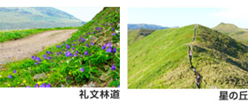 礼文林道 星の丘