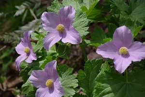 ドンデン山のシラネアオイ（見頃：5月中旬～下旬）