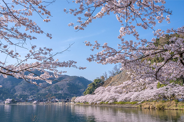 琵琶湖・海津大崎の桜（イメージ）