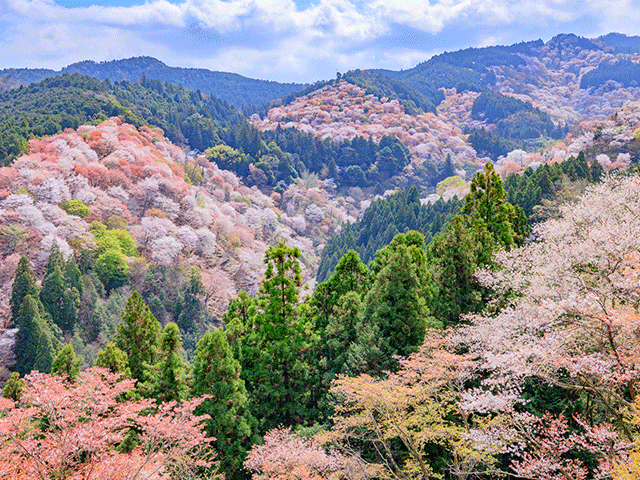 フラワー登山・ハイキングツアー（イメージ）