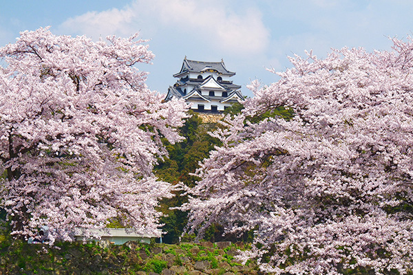彦根城（イメージ）