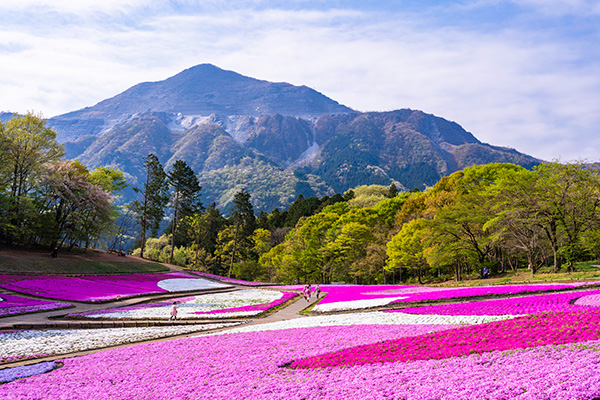 羊山公園 芝桜（イメージ）
