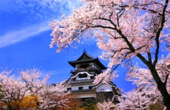 犬山城・桜（イメージ）