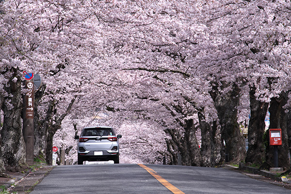 伊豆高原桜並木（イメージ）