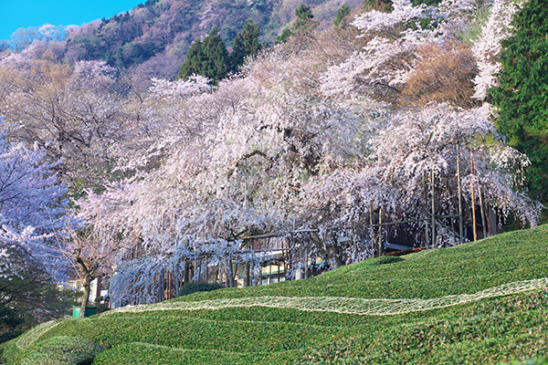 霞間ヶ渓（イメージ）