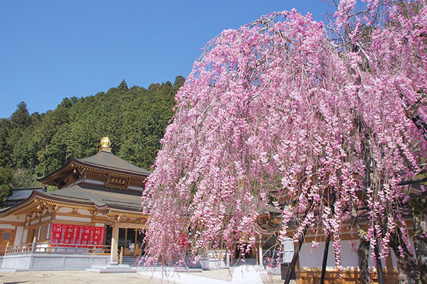 高野山の桜（イメージ）