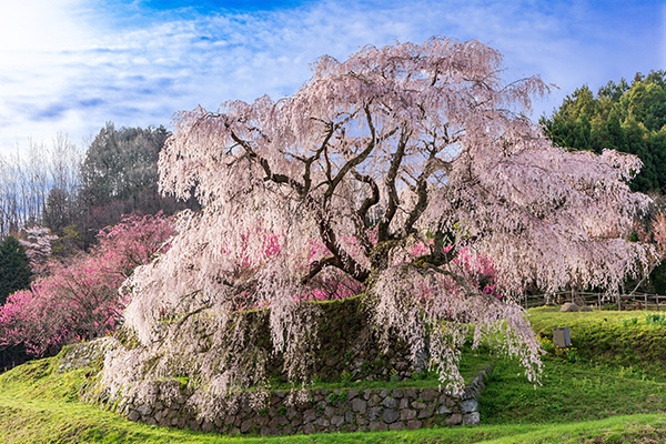 又兵衛桜（イメージ）