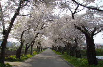 松前藩戸切陣屋跡の桜並木（イメージ）
