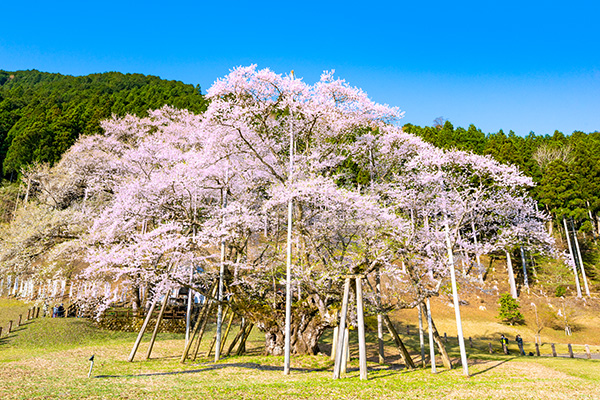 根尾谷の淡墨桜（イメージ）