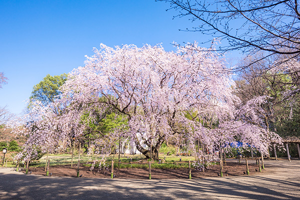 六義園の枝垂れ桜（イメージ）