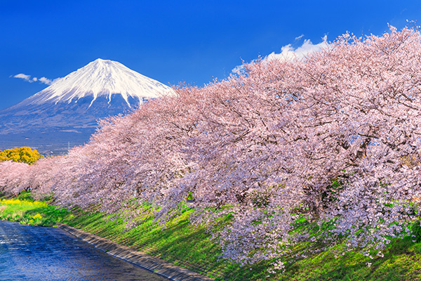 お花見 国内販売中/28日発売予定】アディダス オリジナルス ZX 8000