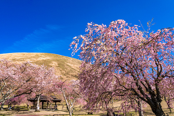 さくらの里（イメージ）