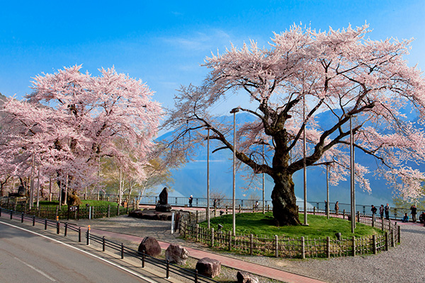 荘川桜（イメージ）