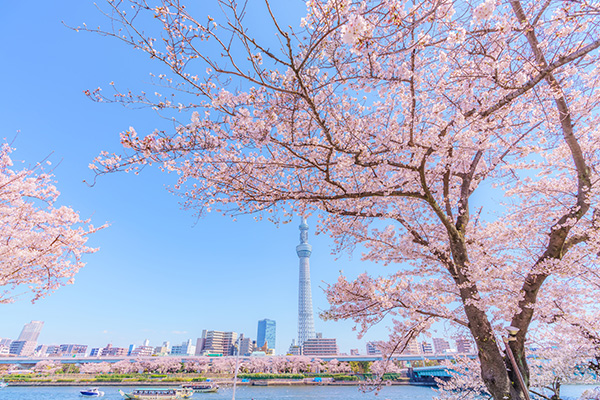 隅田公園(イメージ)